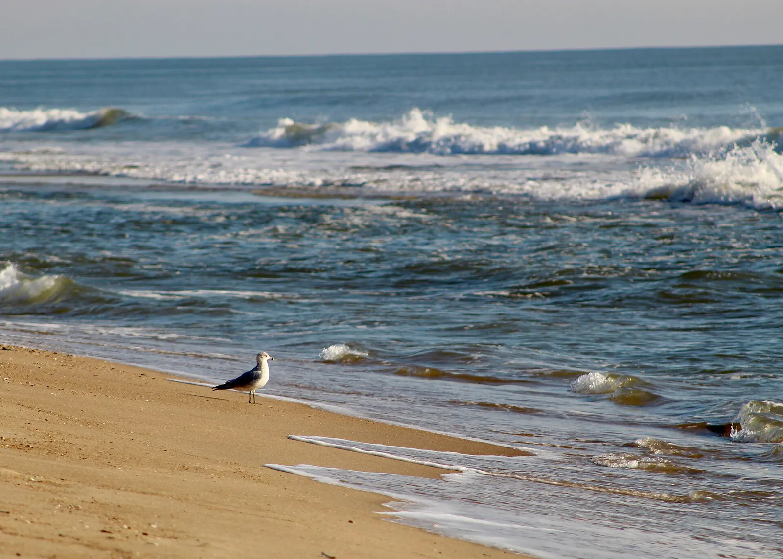 Gull at waterline Ocean City Maryland Atlantic Ocean