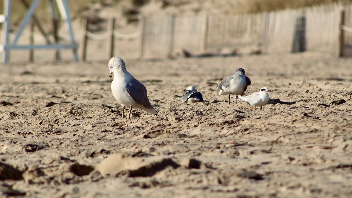 Larus delawarensis and terns Ocean City Maryland beach
