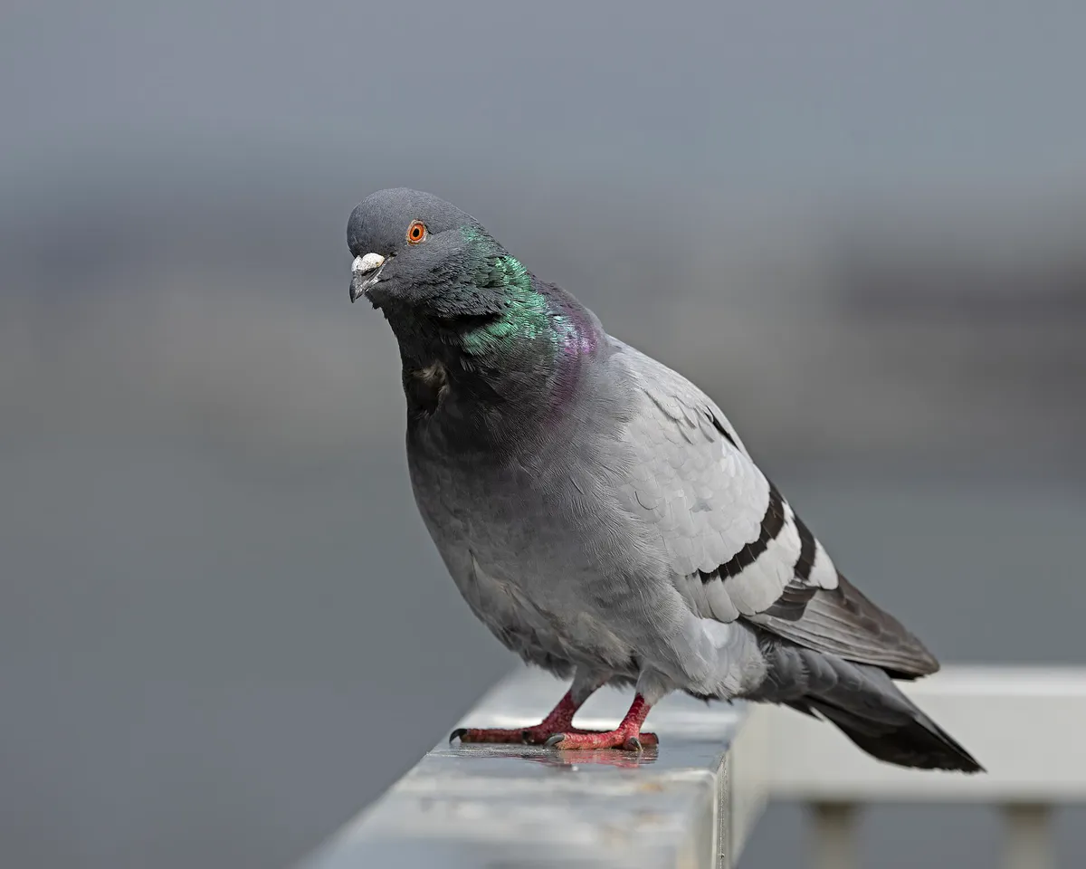 Feral Pigeon OCNJ in Ocean City, New Jersey