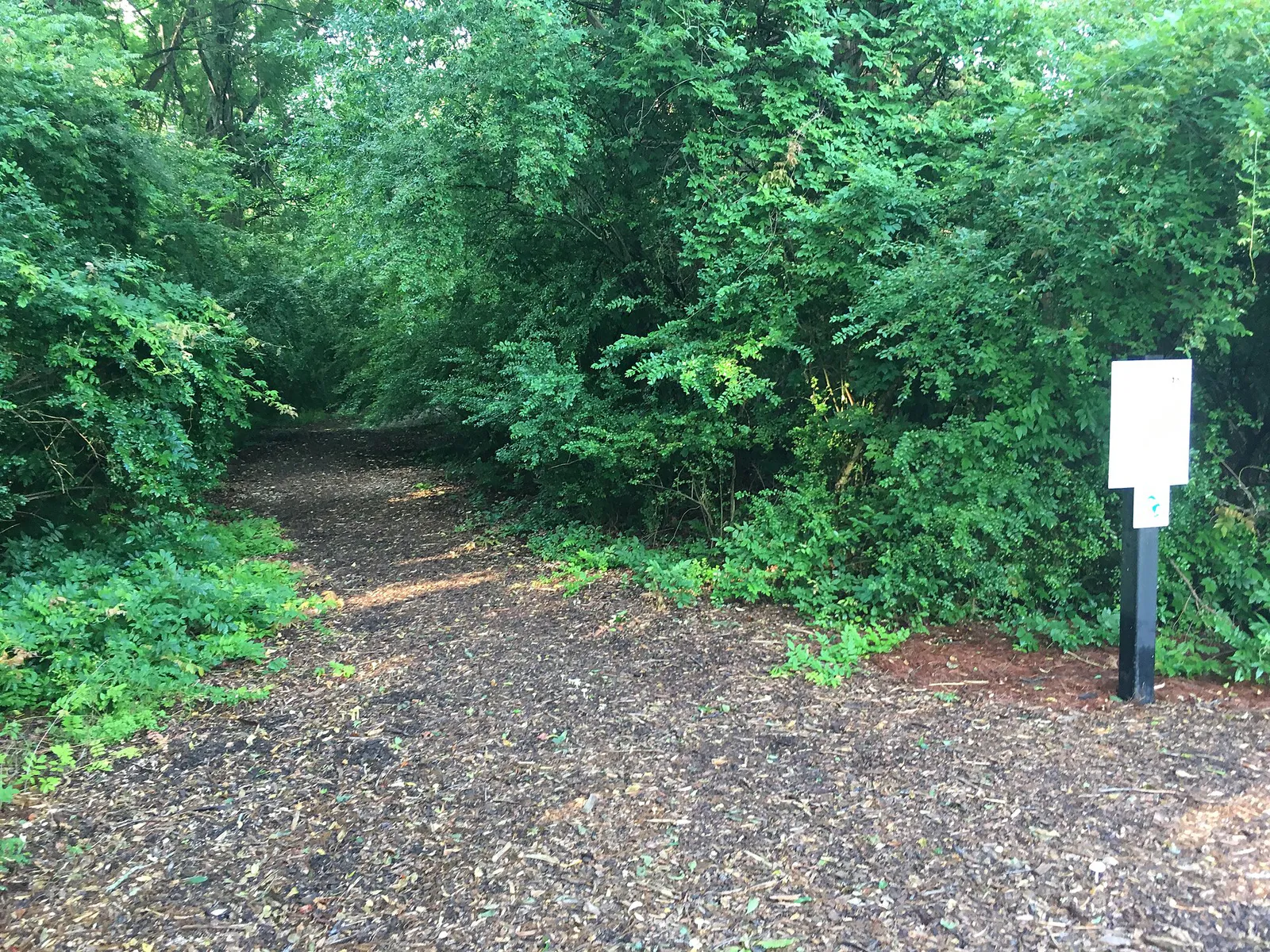 Bailey Woods 2018 1 in Oxford, Mississippi