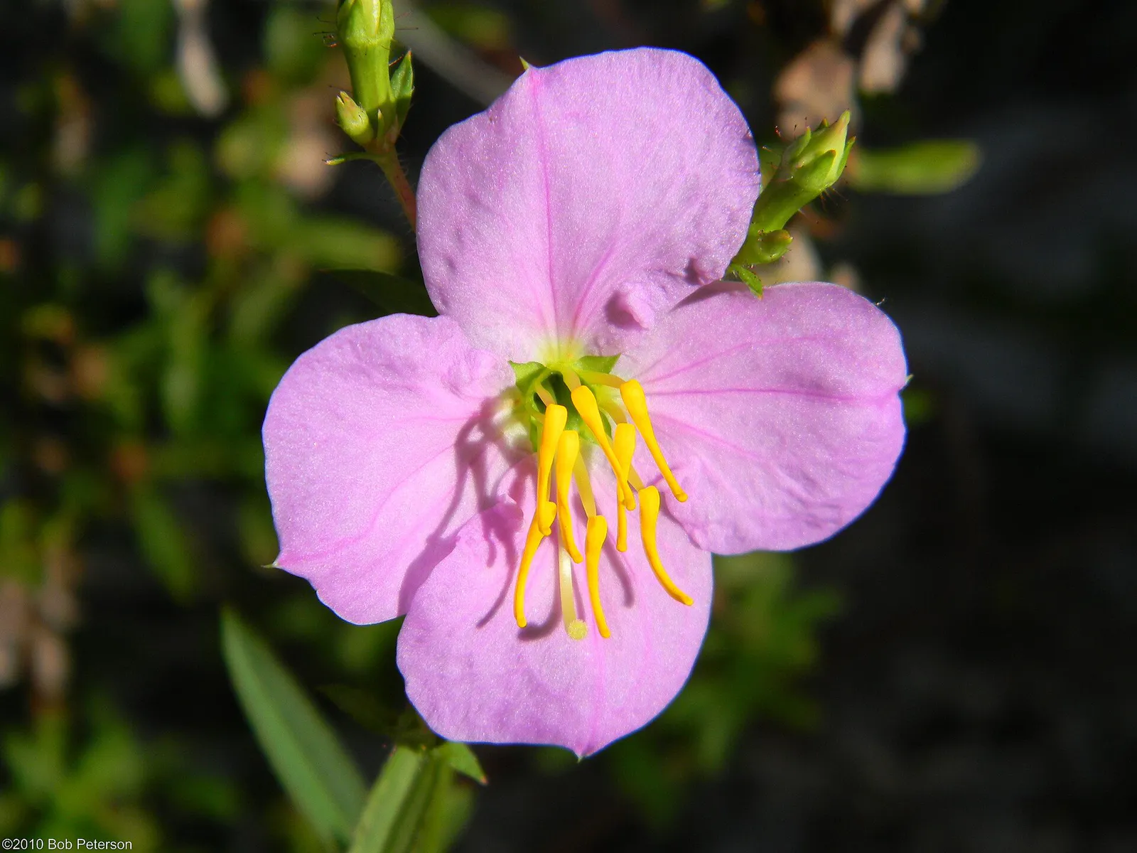 Pale Meadow Beauty (4606933657) in Palm Beach Gardens, Florida