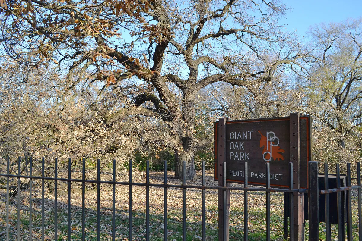 Giant Oak Park Peoria 20231115 0003, Illinois