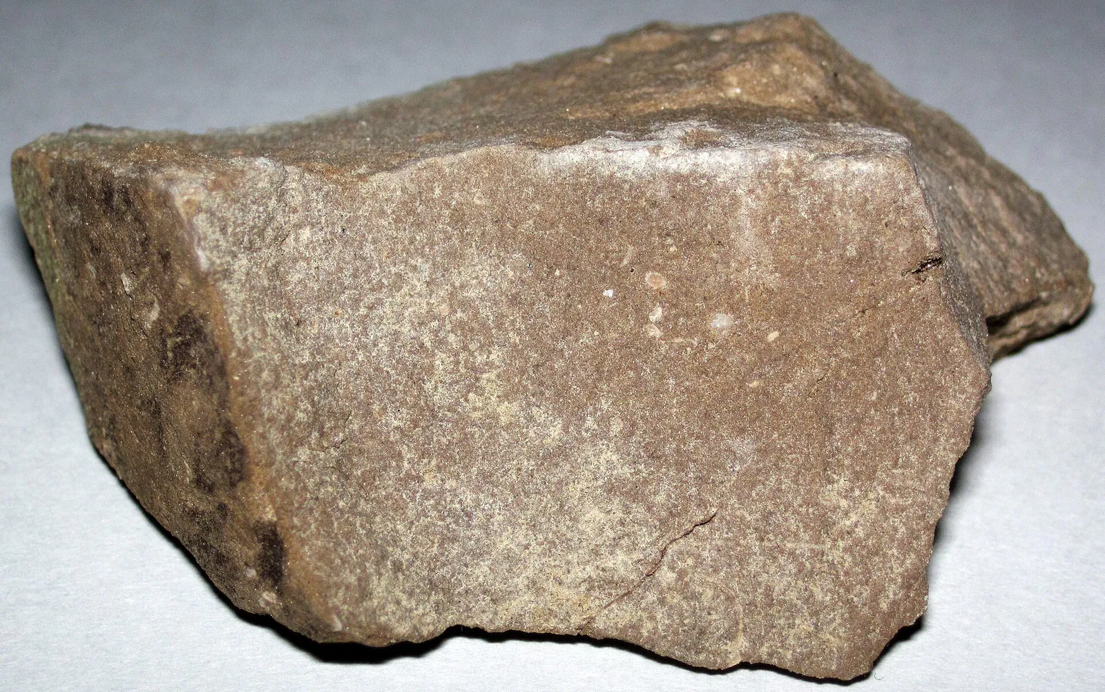 Charlevoix Limestone (Middle Devonian; Sunset Park, Petoskey, Michigan, USA)