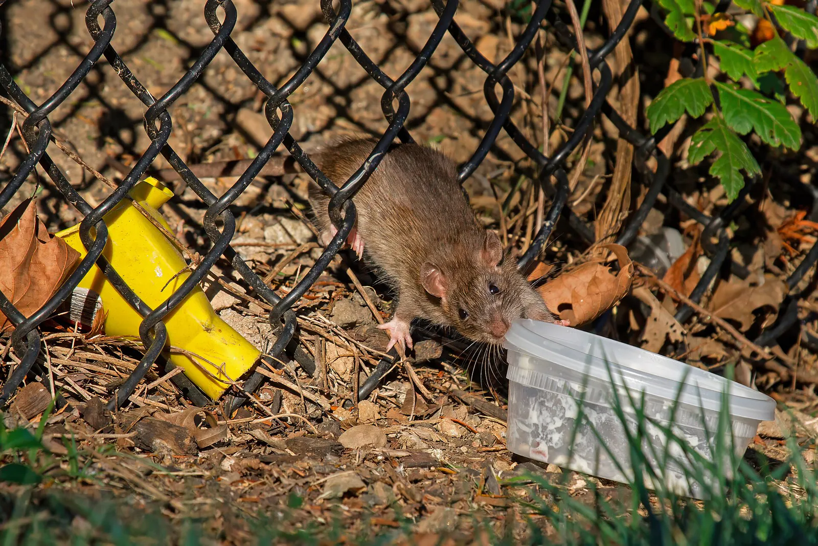 Brown Rat (Rattus norvegicus) also called Norway Rat or Common Rat -with food container - Mathias Baldwin Park, Philadelphia, Pennsylvania, USA