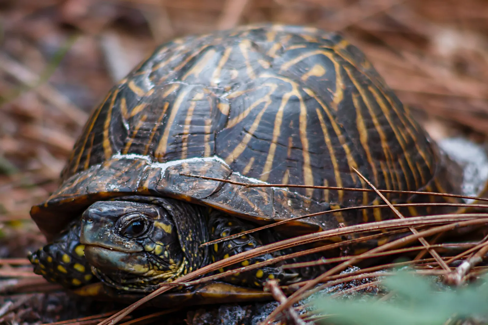 Florida Box Turtle (Terrapene carolina bauri) (22280675099) in Pinellas Park, Florida