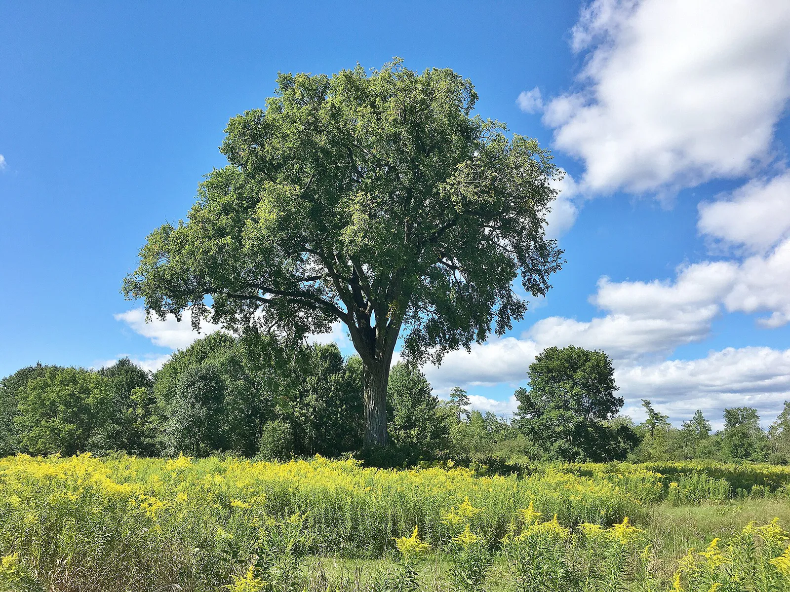Elm Tree in Brattle Brook Park, Pittsfield, MA - August 2020, Massachusetts