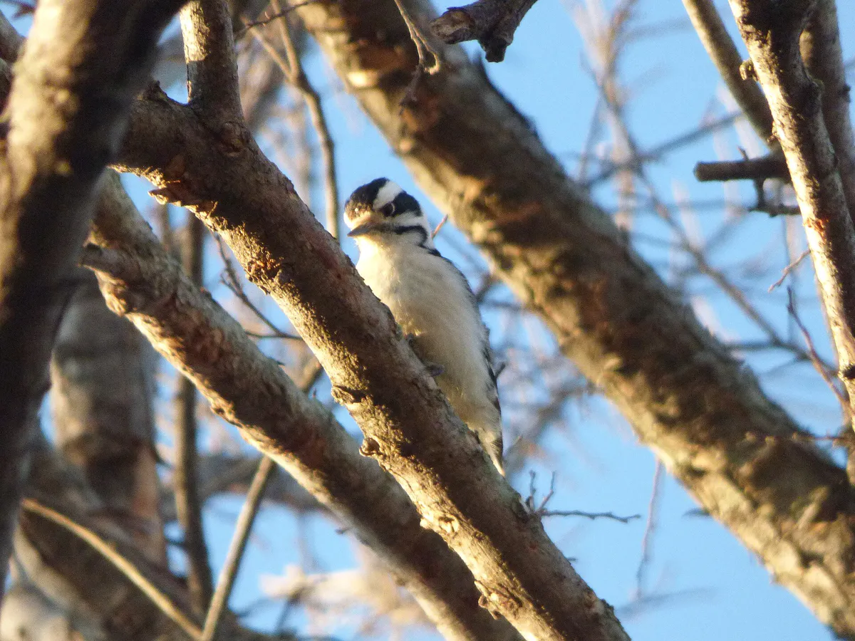 Downy Woodpecker, Hoblitzelle Park, Plano, Texas - 38835040814