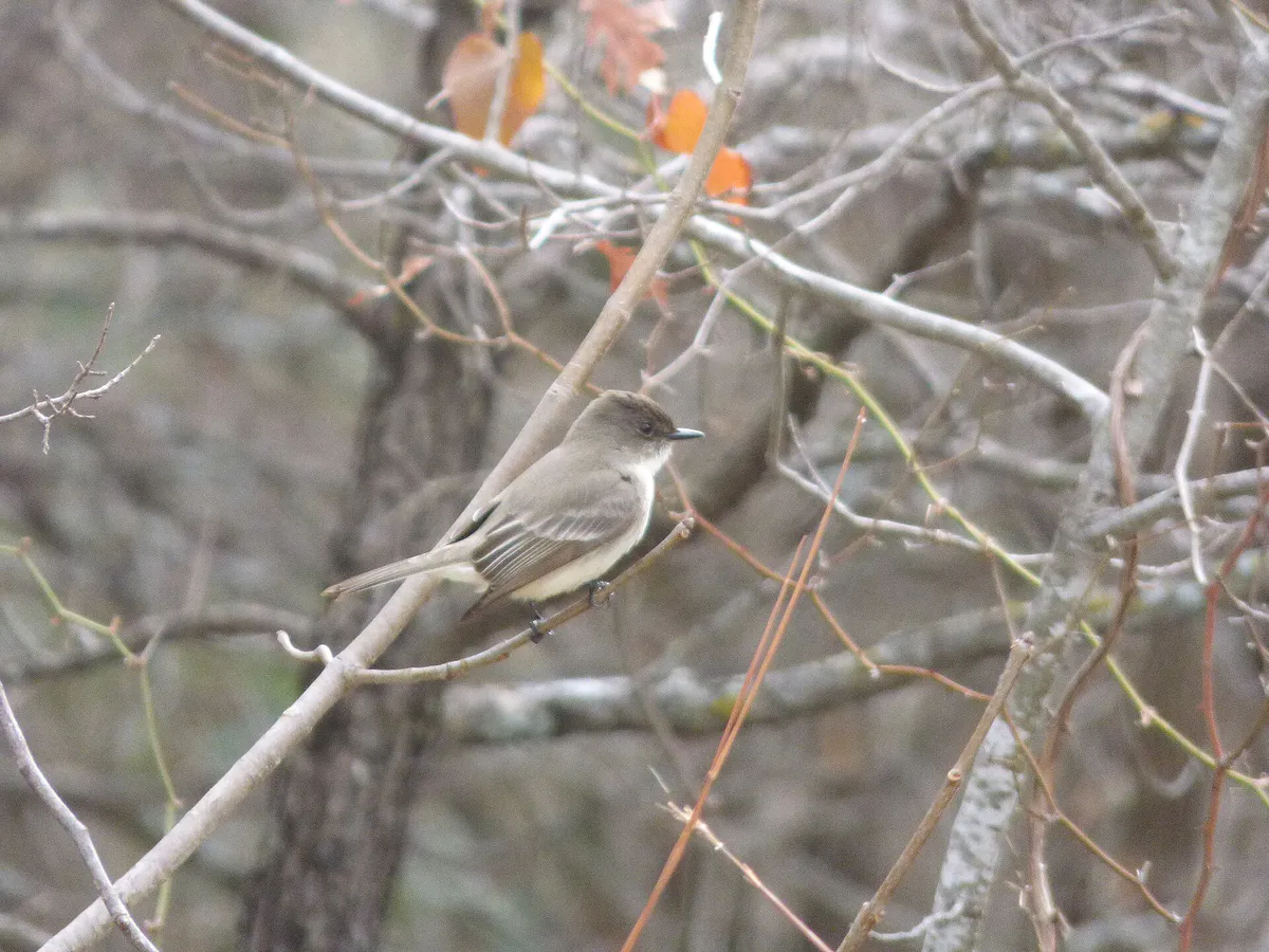 Eastern Phoebe, Hoblitzelle Park, Plano, Texas - 26215304958