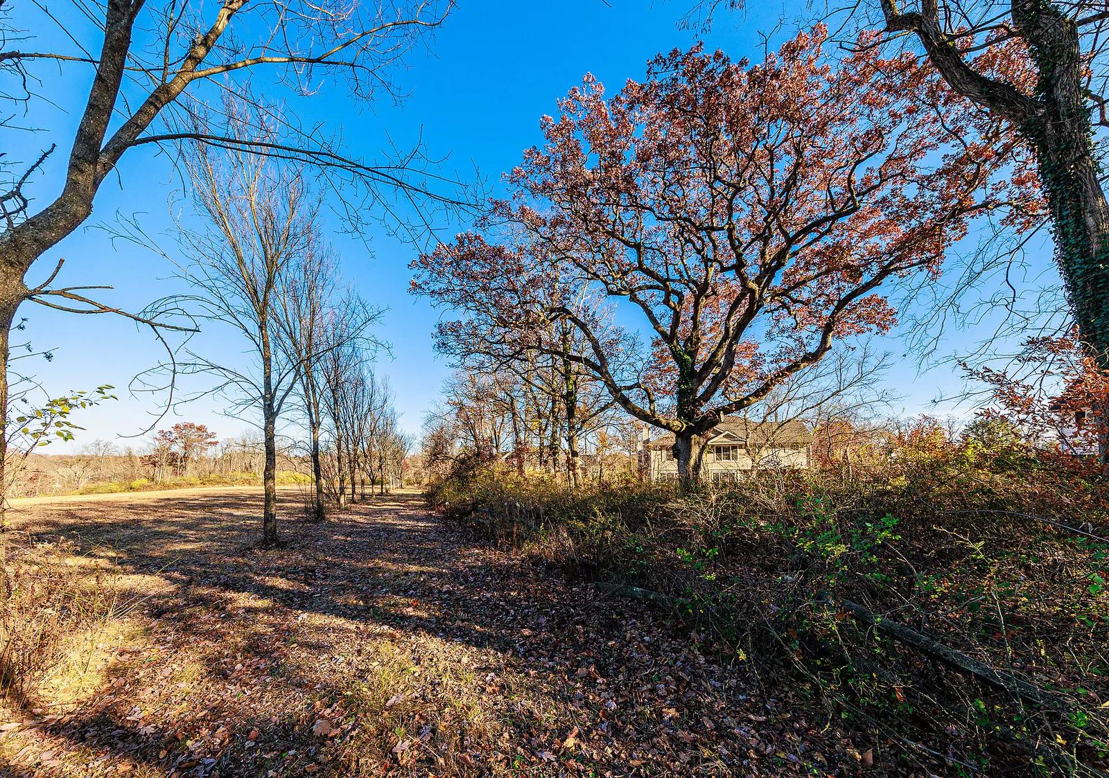 Washington Oak in Princeton New Jersey wide view