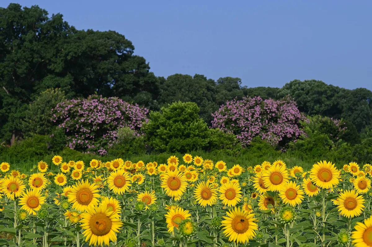 Sunflowers Relight NC in Raleigh, North Carolina