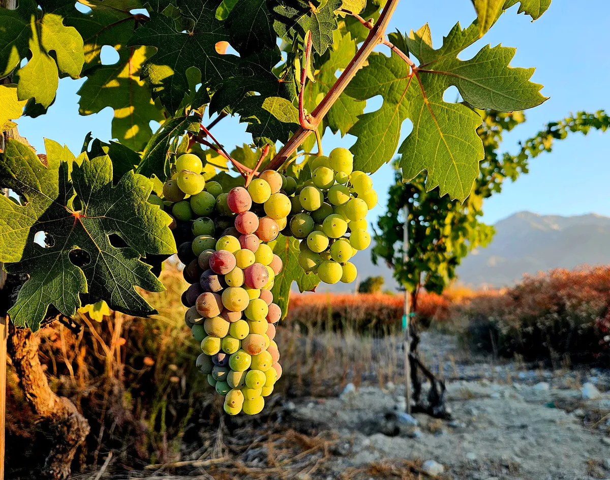 Historic Zinfandel grapevines at Central Park Vineyard Rancho Cucamonga. Photo by Gino L. Filippi July 31, 2024, California
