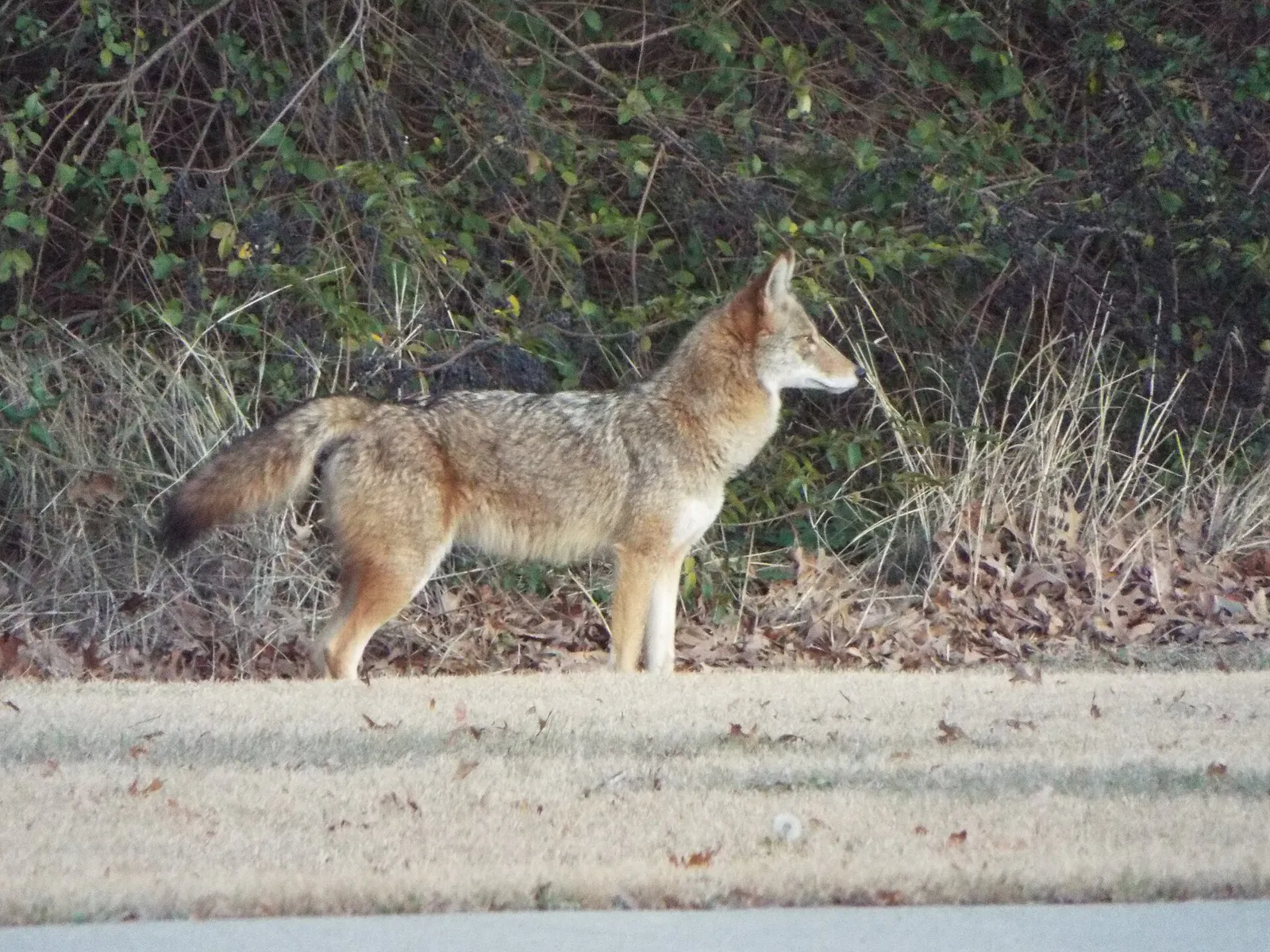 Coyote, Crowley Park, Richardson, Texas, February 2, 2021 (50903442396)