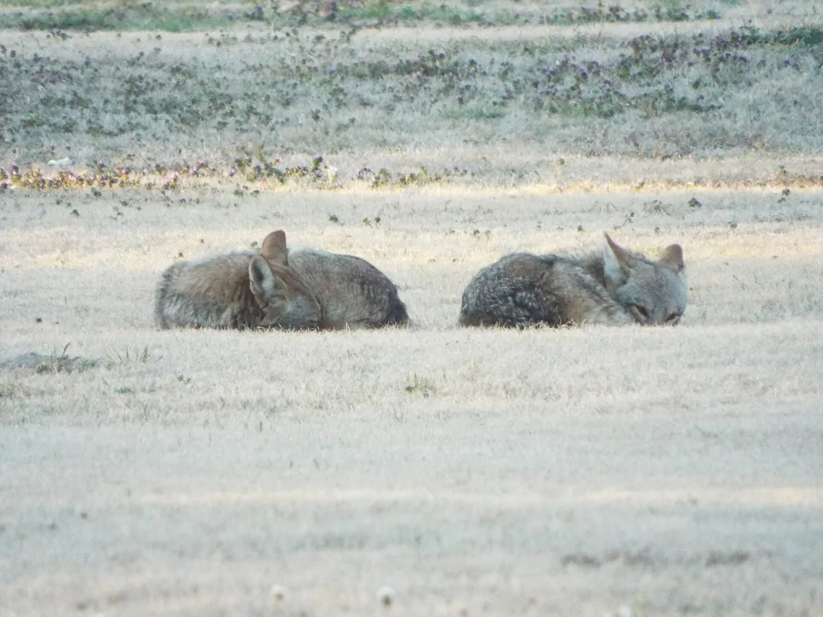 Napping Coyotes, Crowley Park, Richardson, Texas, February 22, 2021 (50985893636)