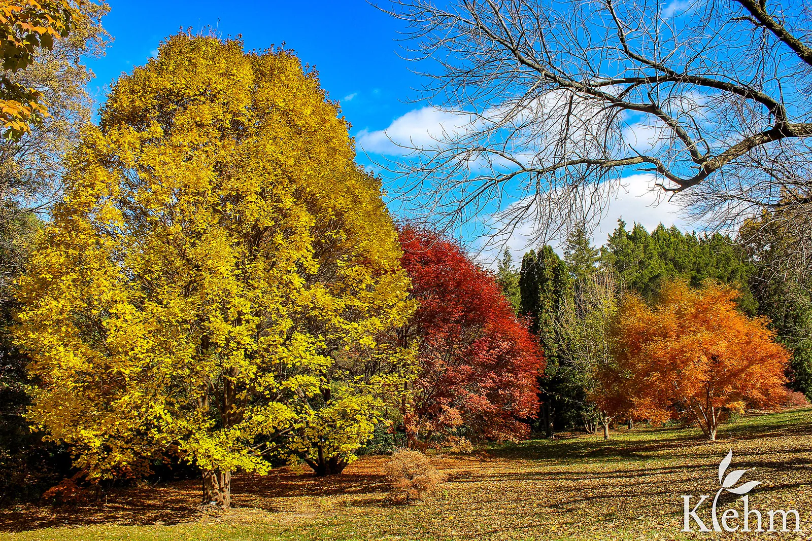 Klehm Arboretum & Botanic Garden Fall Colors in Rockford, Illinois