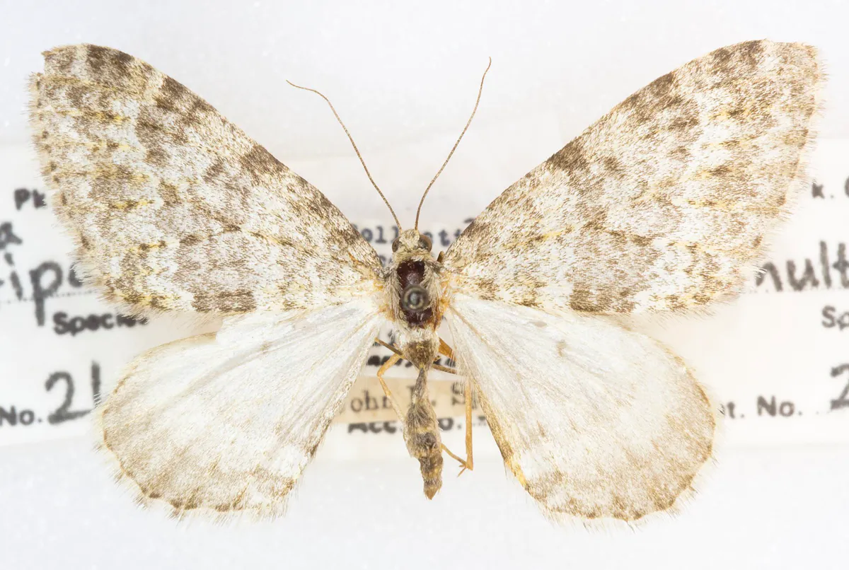 Entephria multivagata, -26042, Determined John L. Sperry, Salida, Colorado. 10 August 1946, M. Ramstadt (49551291017)