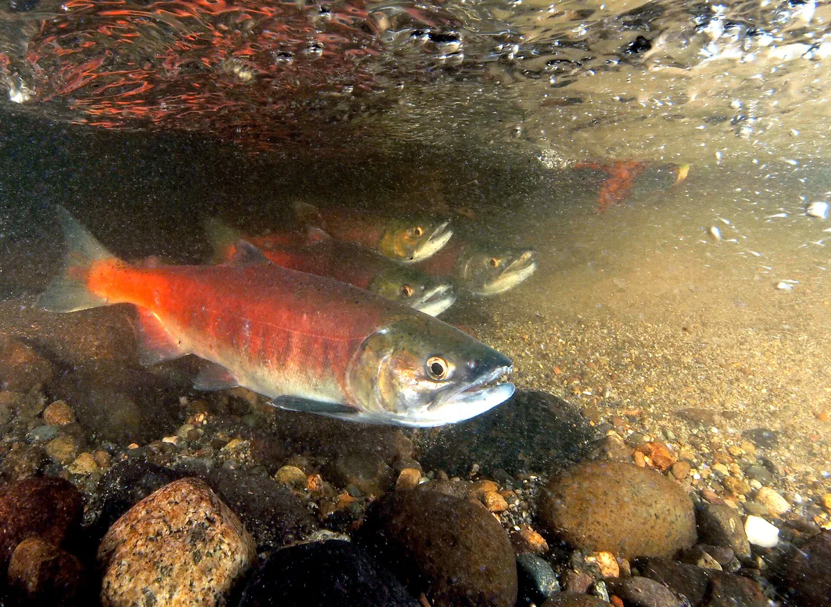 Kokanee ebright creek lake sammamish (13939630550), Washington
