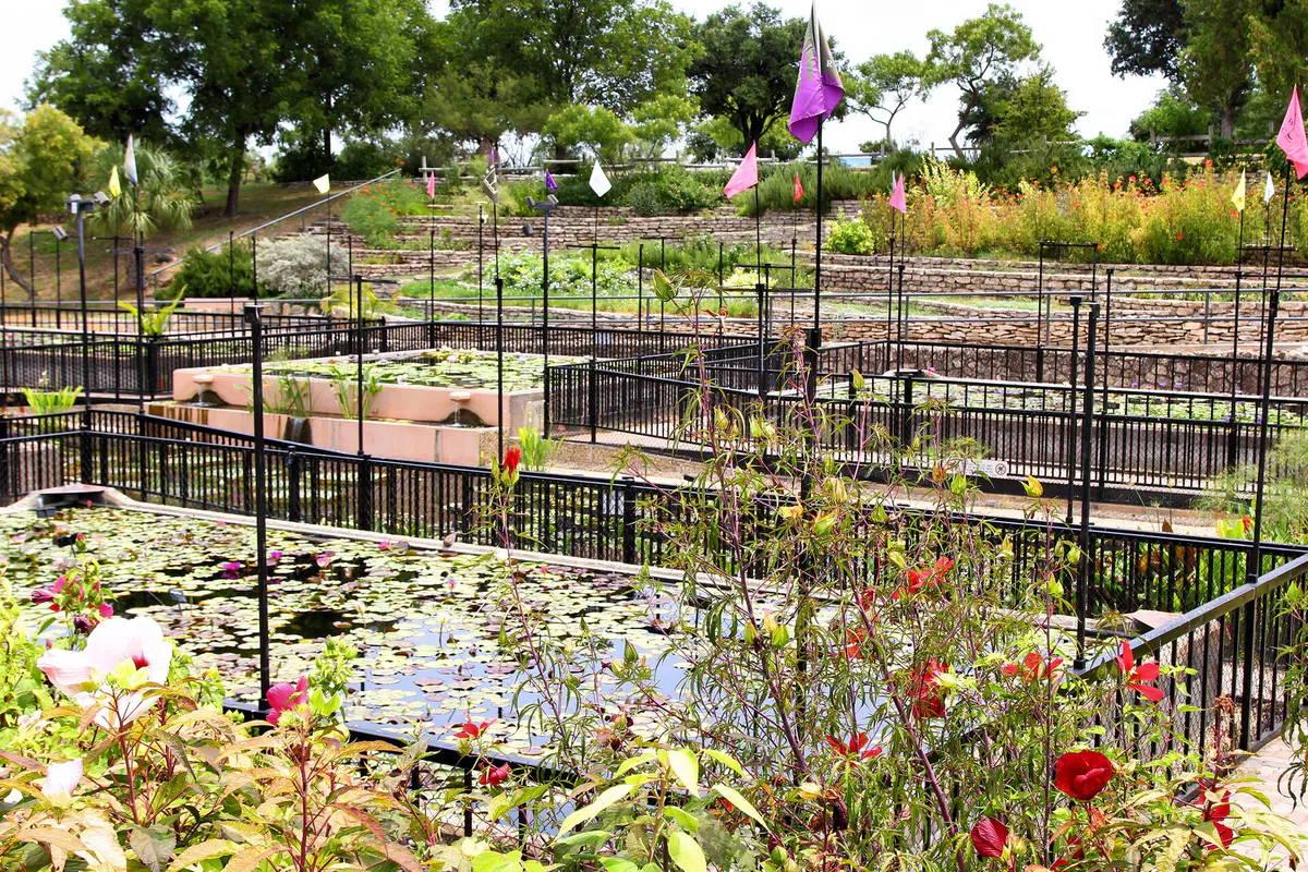 International Waterlily Collection San Angelo Texas 2019