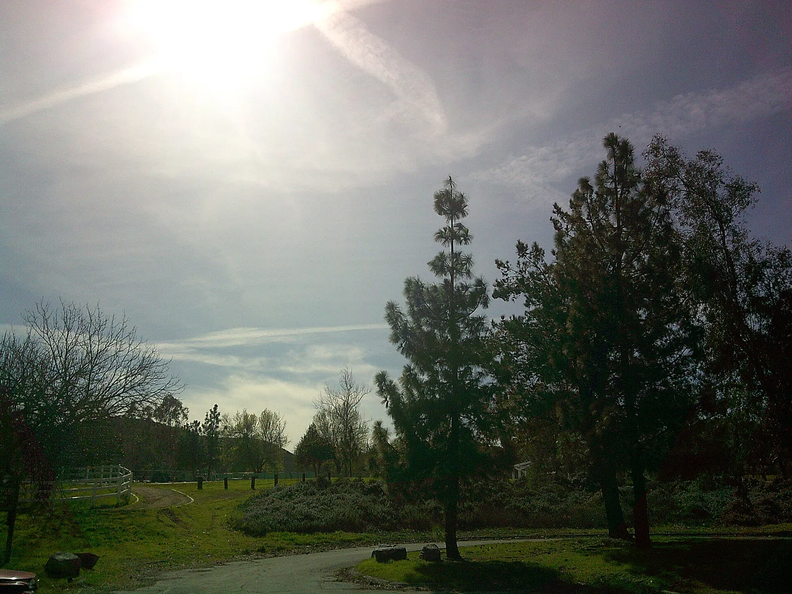 Trees at Glen Helen Regional Park in San Bernardino, California