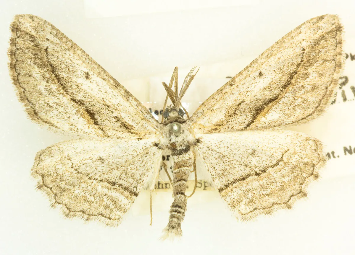 Mountain Mahogany Looper Moth, Iridopsis clivinaria, -26159, Det. John L. Sperry, Upper Santa Ana River, San Bernardino, California. 19 July 1947, John L. Sperry (49551438847)