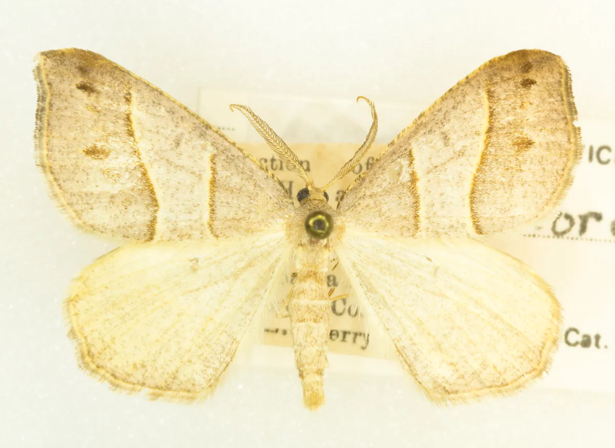 Lorquin's Angle, Macaria lorquinaria, -26123, Det. R. Hannawacker, Upper Santa Ana River, San Bernardino, California. 17 July 1948, John L. Sperry (49551427892)