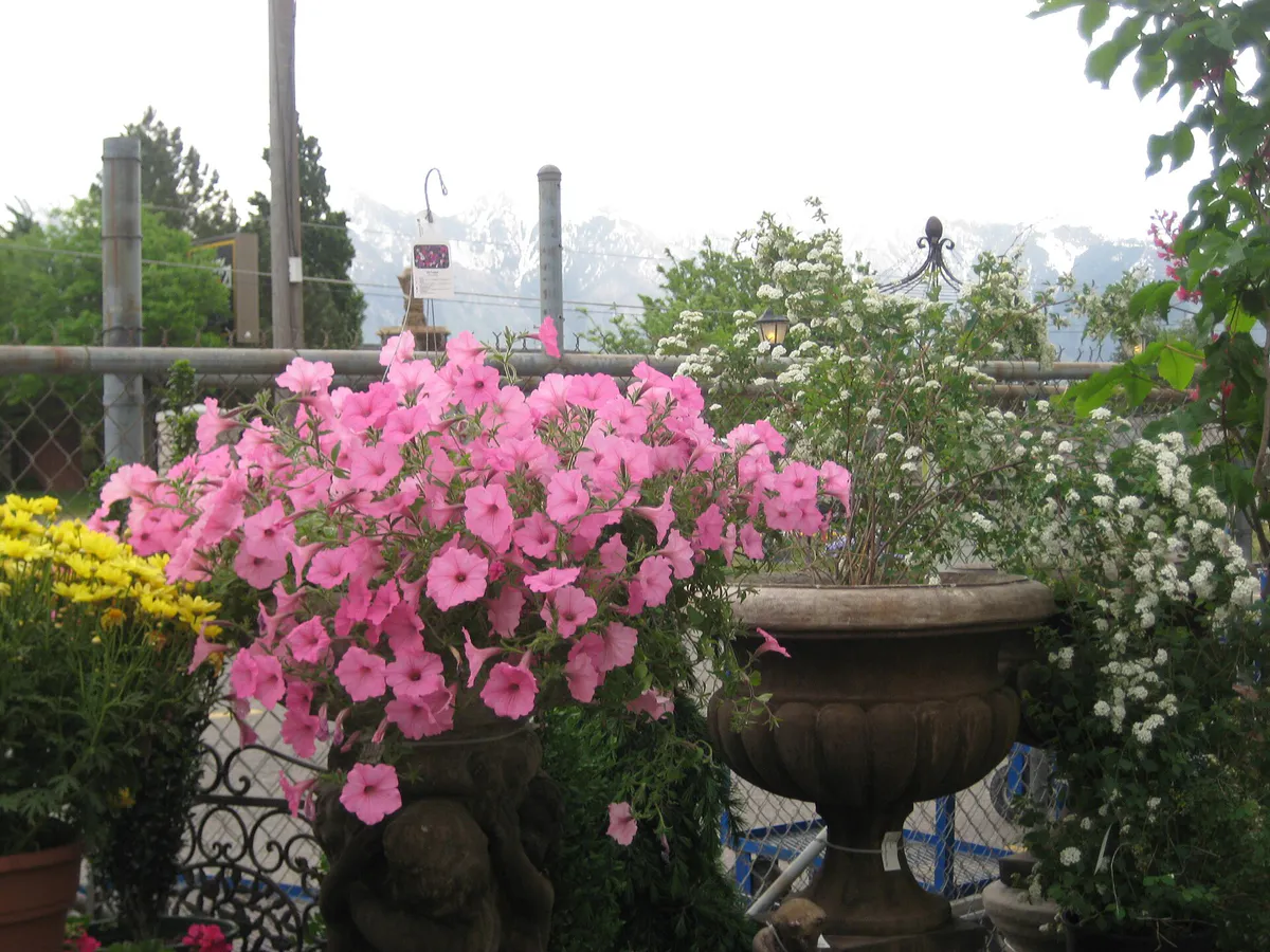 Lovely Flowers, Sandy, Salt Lake City - panoramio, Utah