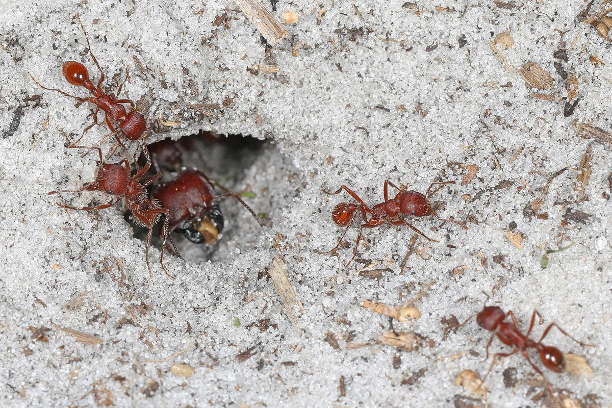 Florida Harvester Ant - Pogonomyrmex badius, Lower Wekiva River Preserve State Park, Sanford, Florida, April 23, 2021 (52380222365)