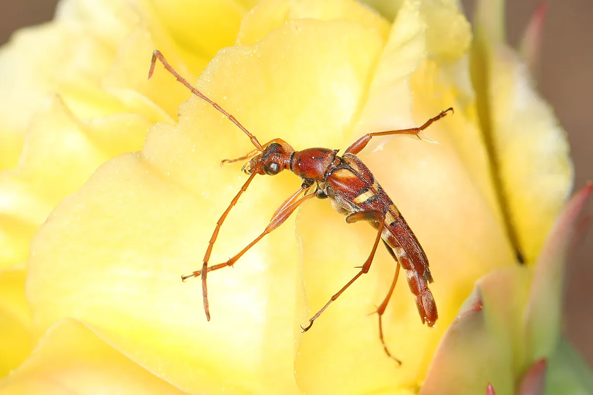 Flower Long-horned Beetle - Strangalia strigosa, Lower Wekiva River Preserve State Park, Sanford, Florida, April 23, 2021 (51835867533)