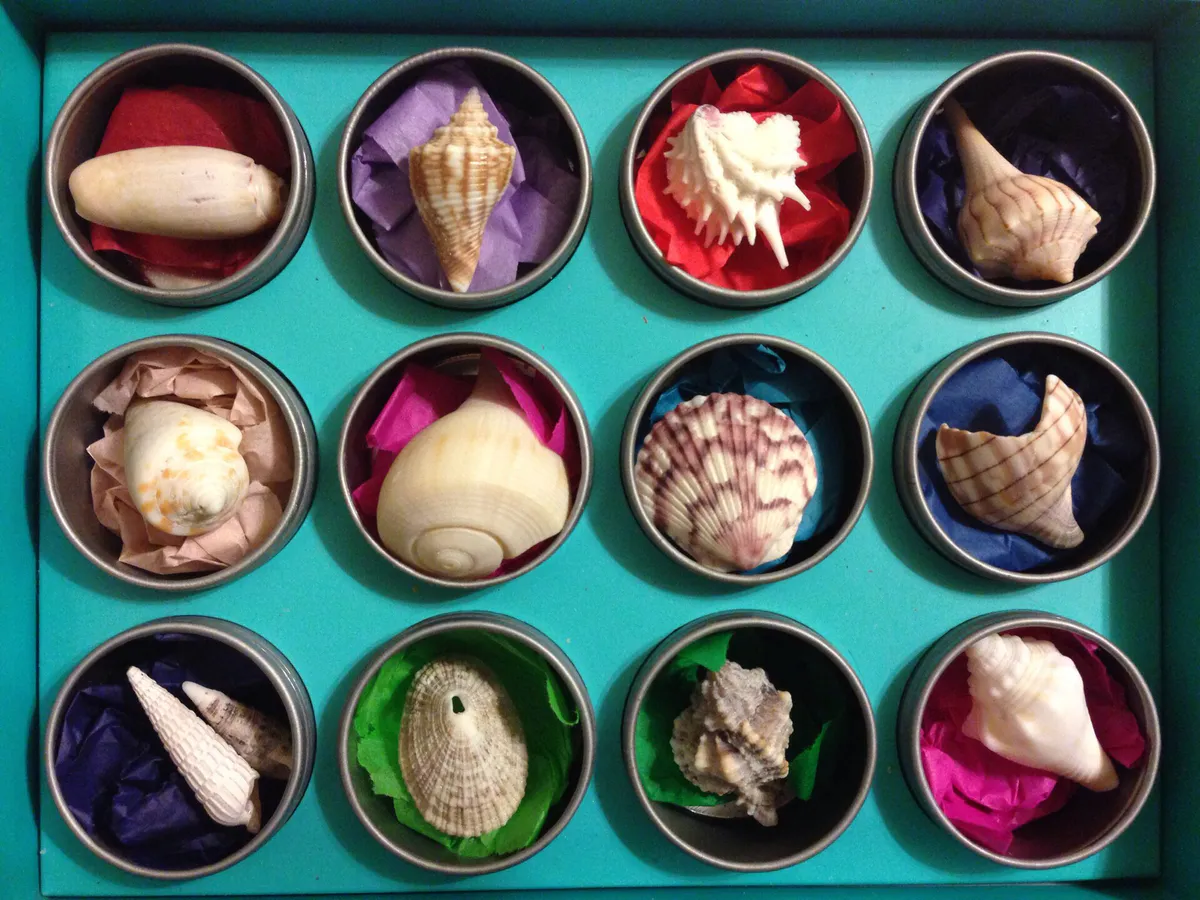 Shells of Sanibel Museum in a Box (13342256303), Florida