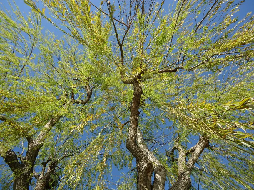Santa Clara city park looking upwards, California