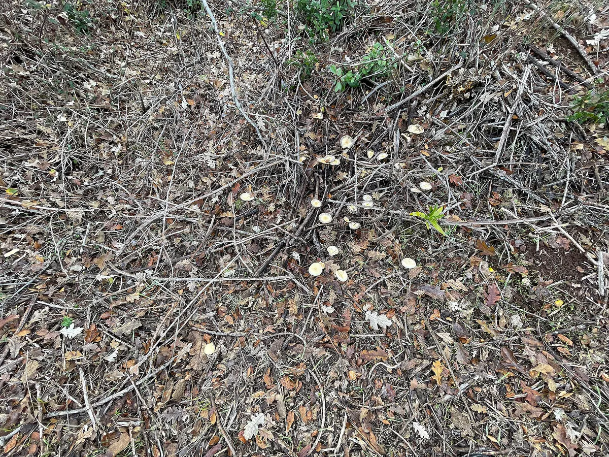 Leratiomyces percevalii - Spring Lake Regional Park - December 2022 - Sarah Stierch 01 in Santa Rosa, California