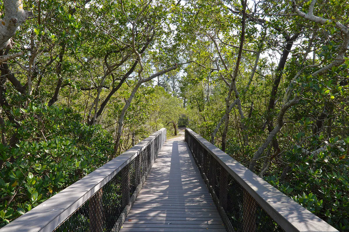 South Lido County Park - Sarasota, Florida 2023-01-22 (02)