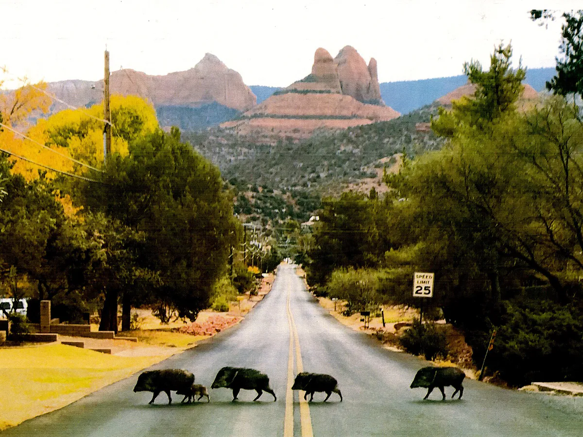 Javelina Family in Sedona, Arizona