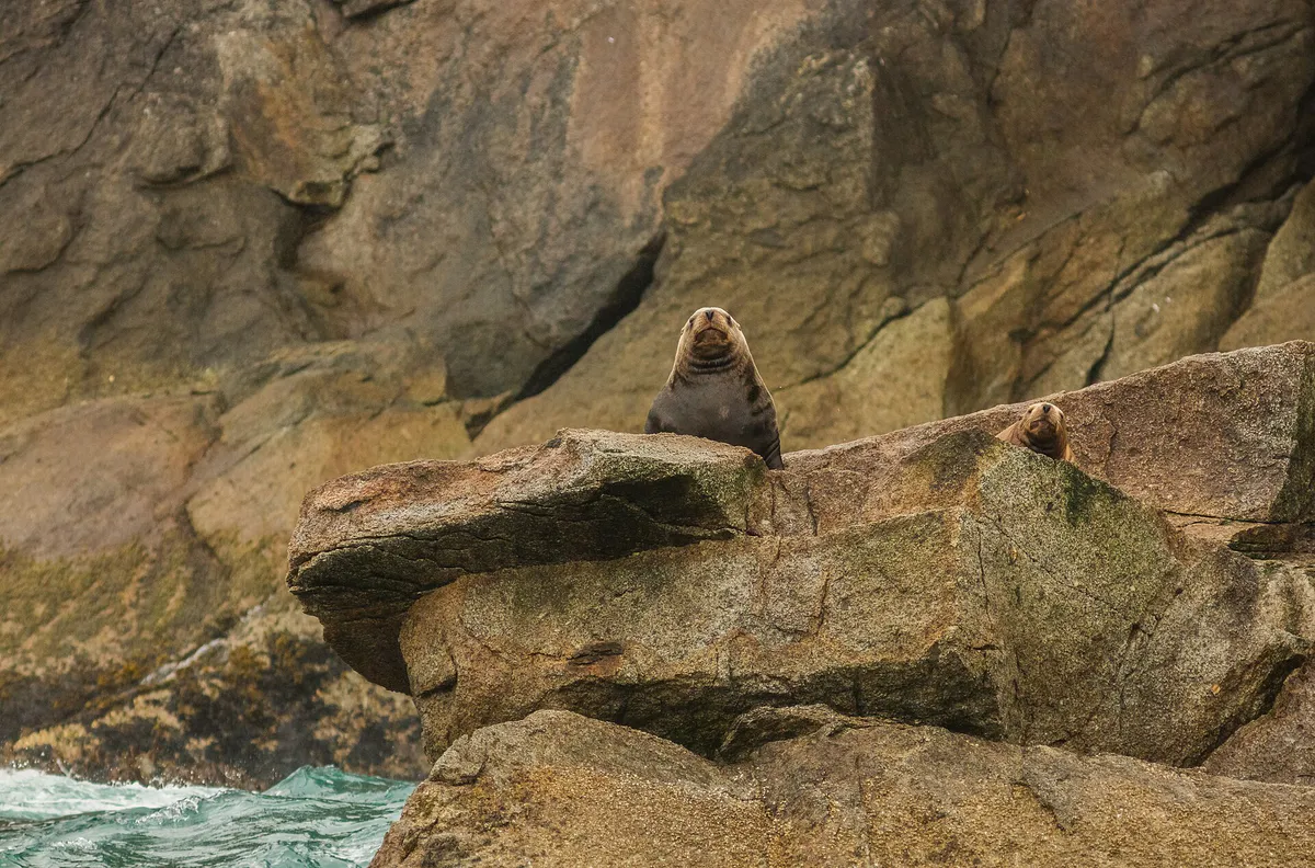 Leones marinos de Steller (Eumetopias jubatus), Bahía de Aialik, Seward, Alaska, Estados Unidos, 2017-08-21, DD 80