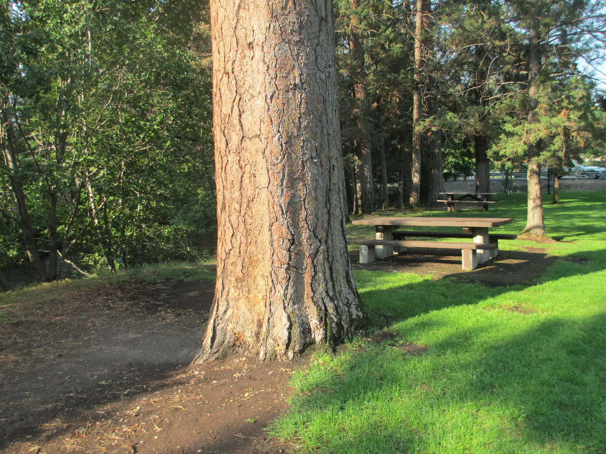 Ponderosa Pines in Sisters city park (7967323710), Oregon