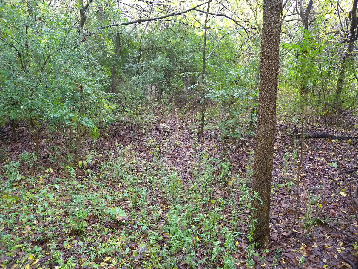 An overgrown area of the Old Jefferson Trail in Smyrna, Tennessee (bfe3755d-64ae-469b-9035-7f620c9d4b2f)