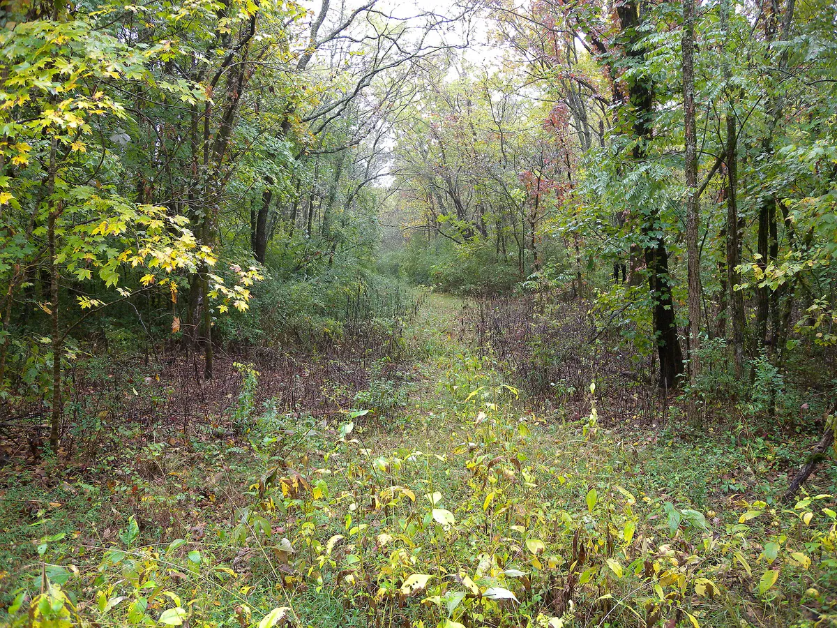 The Old Jefferson Trail is covered in overgrowth in Smyrna, Tennessee (19fbc74f-c912-41b5-aab4-9db6da2ba6c6)