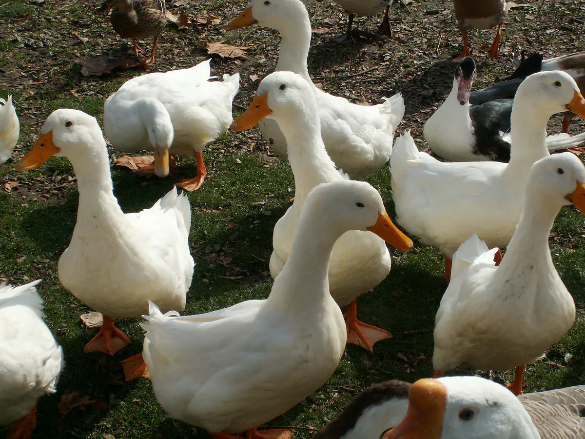 Snyder Park Ducks, Springfield, Ohio