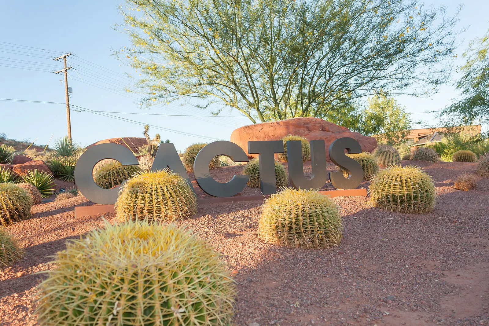 Echinocactus grusonii, Red Hills Desert Garden, St. George, UT, USA, Utah