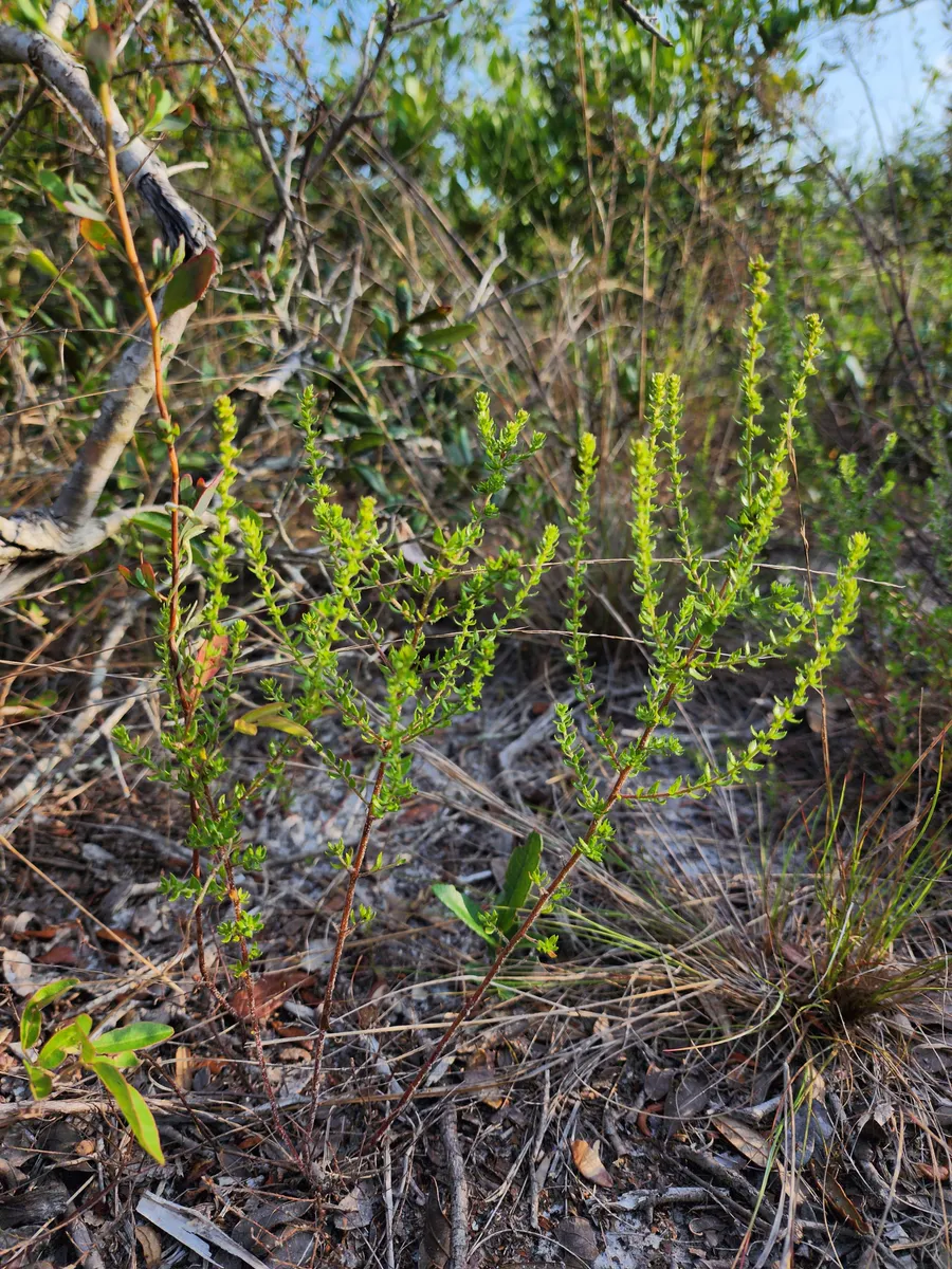 Lechea divaricata (Drysand pinweed) - St Petersburg FL - June 2025 in St. Petersburg, Florida
