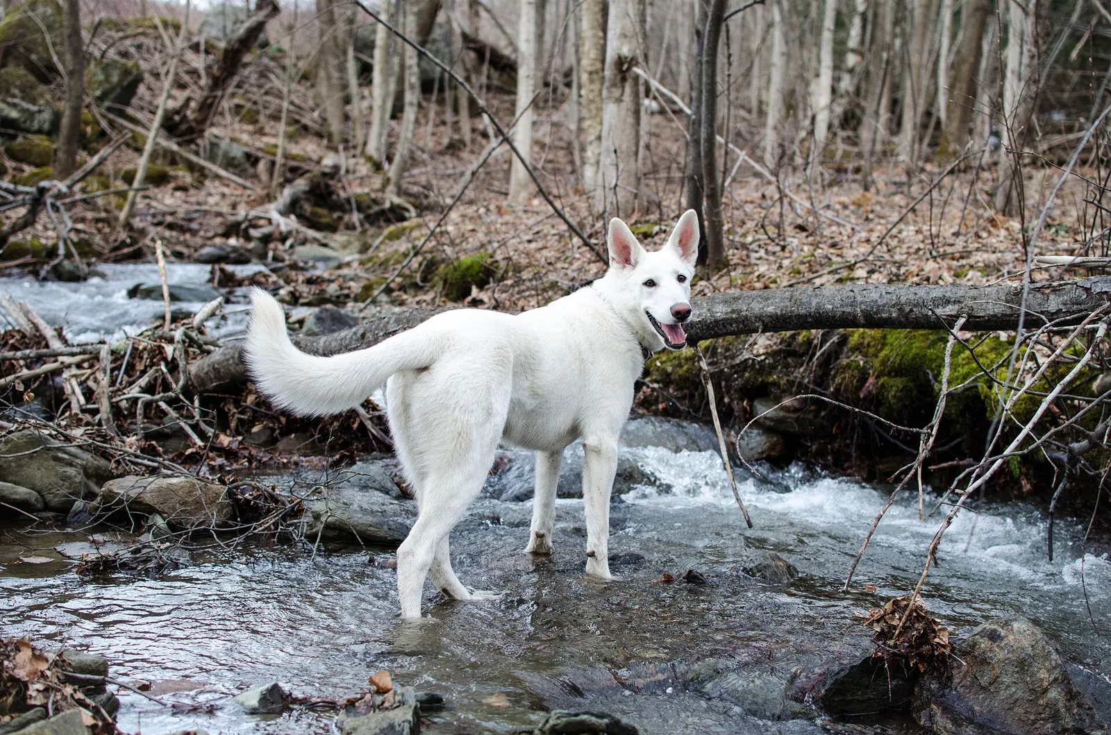 Zelda In The Spring River (32109757) in Stowe, Vermont