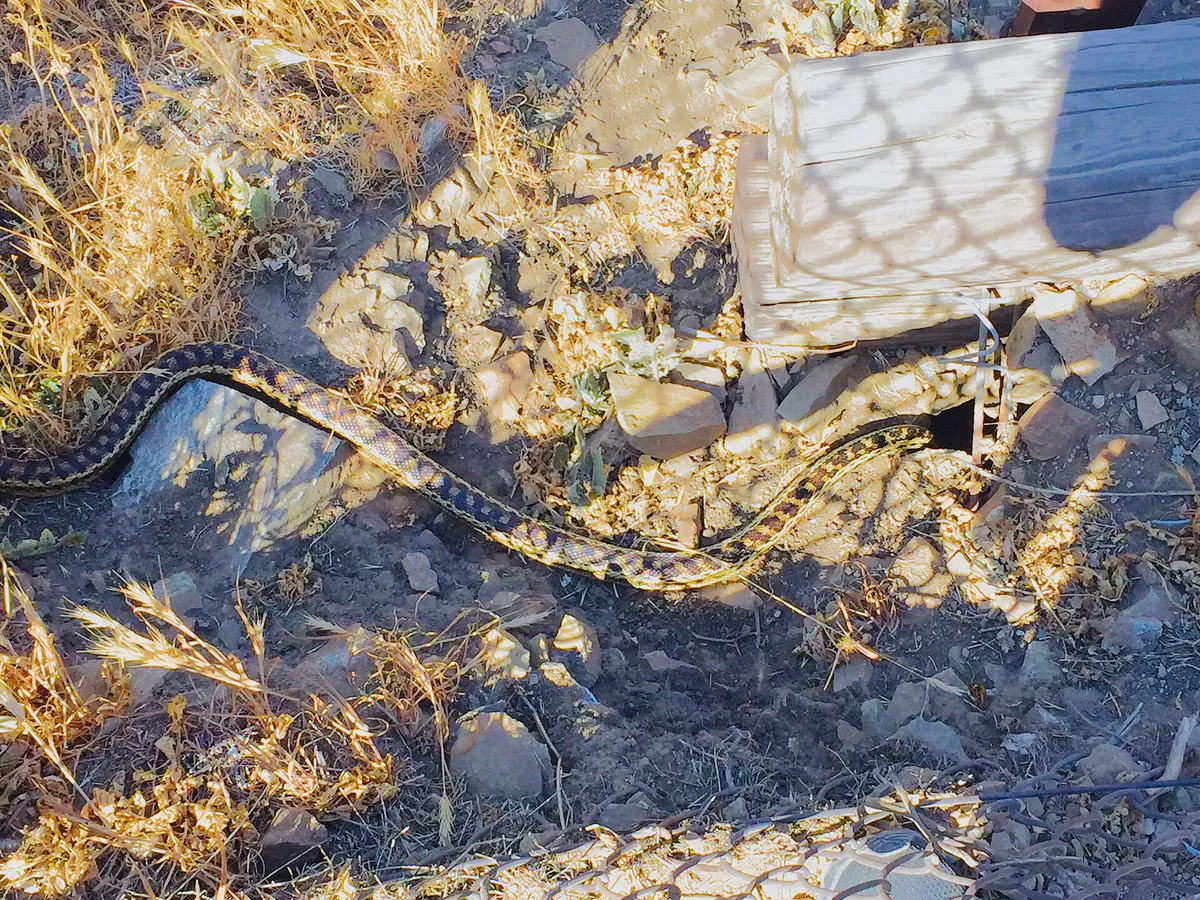 Gopher-snake-wildwood-thousand-oaks-ca in Thousand Oaks, California