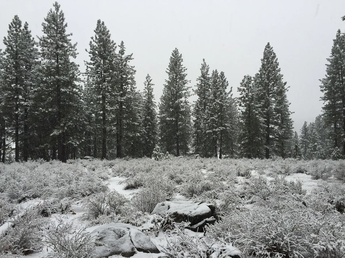 2015-11-02 07 26 16 Pine trees covered in snow along the Truckee River Legacy Trail at Truckee River Regional Park in Truckee, California