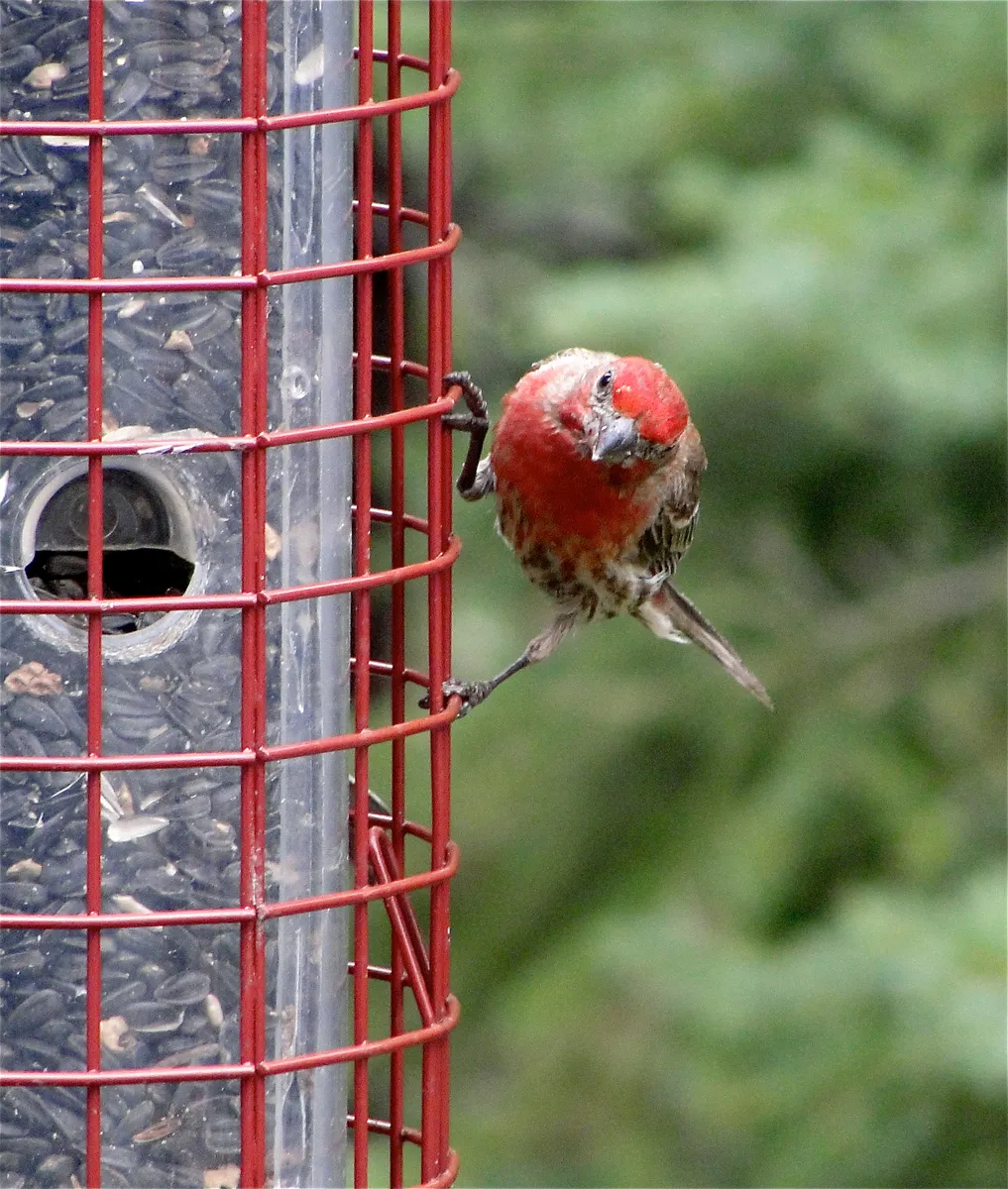 Finch Nature Center Vail Colorado