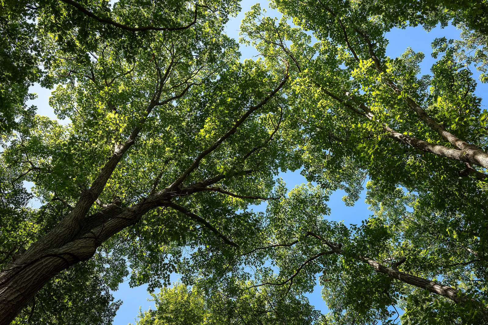 Tree branches at Prospect Hill Park, Waltham, Massachusetts, US (PPL1-Corrected) julesvernex2