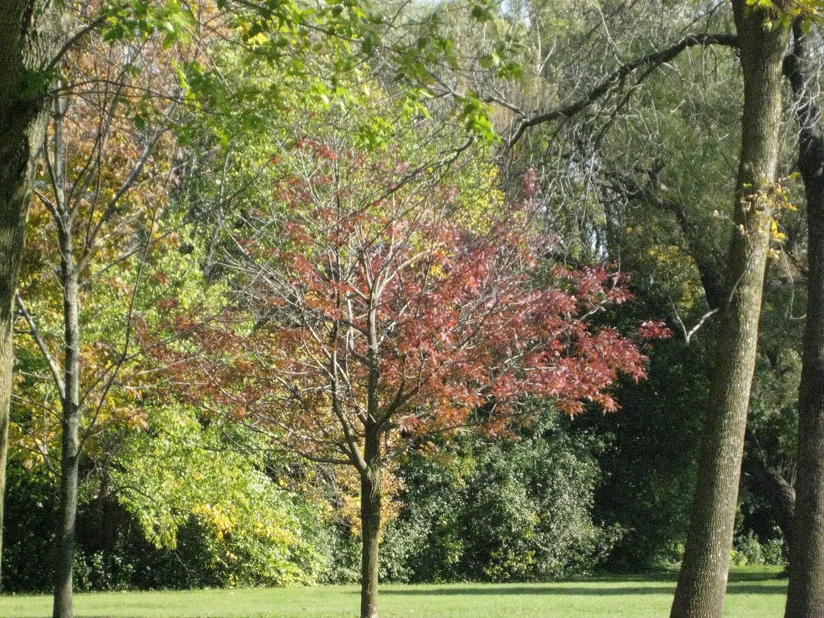 Greenfield Park (West Allis, Wisconsin) in October 2008 (2935343221)